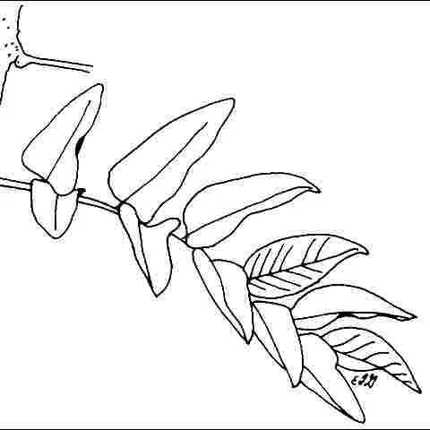 thumbnail for publication: Styphnolobium japonicum 'Columnaris': Columnar Scholar Tree